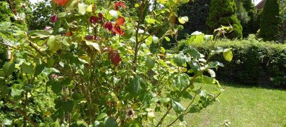 3 bedrooms Townhouse in Wittmund, Germany No. 79373 39