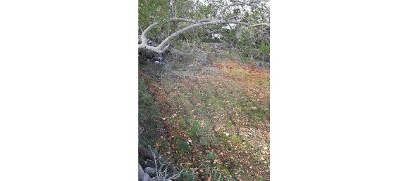 Terreno em Loulé, Portugal 5560 m² N.º 32840 14