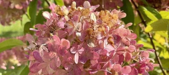 Квартира с 2 комнатами в Вельс, Австрия № 235329 15