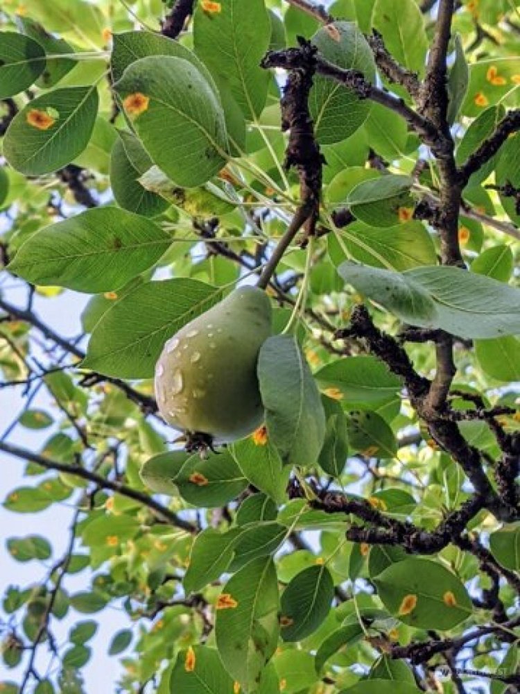 Studio in Seattle, USA, Nr. 218638