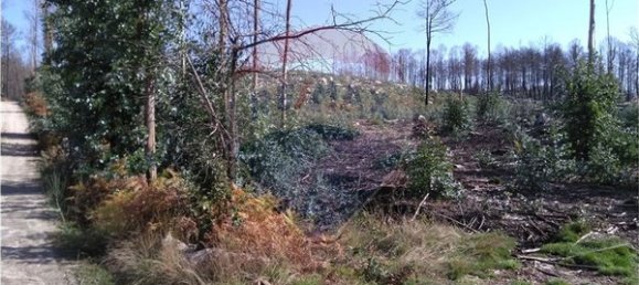 60000m² Land in Vouzela, Portugal No. 42496 10