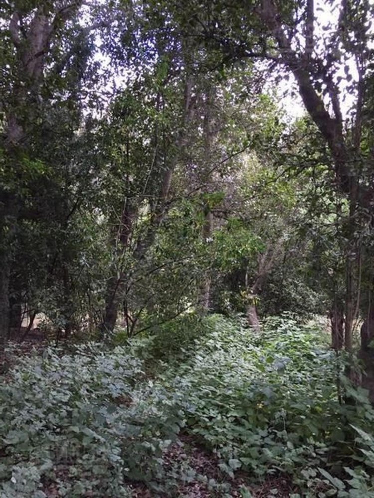 Terrain à Neuquen, Argentina No. 32473