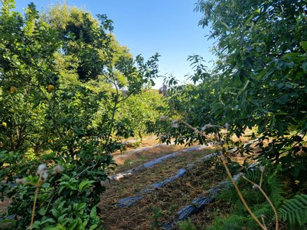 1960m² Land in Monchique, Portugal No. 67903