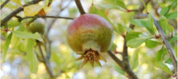 Terreno em São Bartolomeu de Messines, Portugal 1920 m² N.º 38998 13