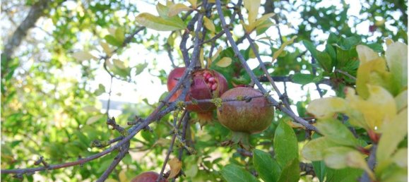Terreno em São Bartolomeu de Messines, Portugal 1920 m² N.º 38998 7