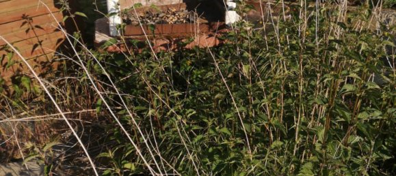 2 Schlafzimmer Stadthaus in Warendorf, Germany, Nr. 323332 3