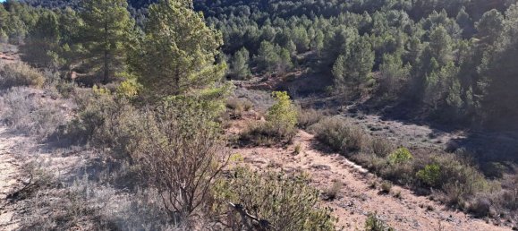 Land in Pinoso, Spain No. 160962 4