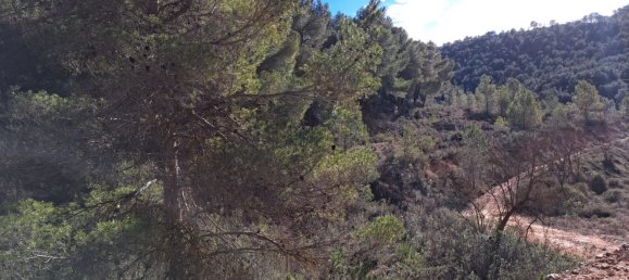  Land in Pinoso, Spain No. 160962 3