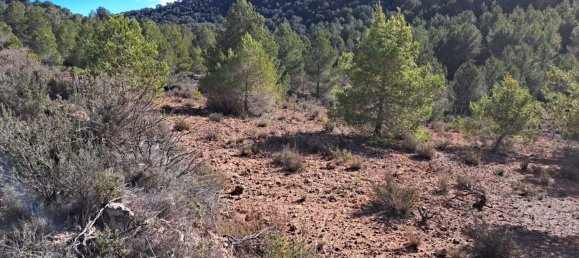  Land in Pinoso, Spain No. 160962 10