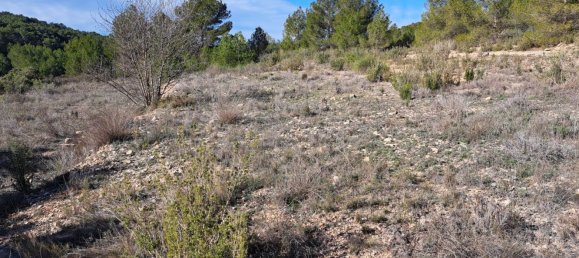  Land in Pinoso, Spain No. 160962 11