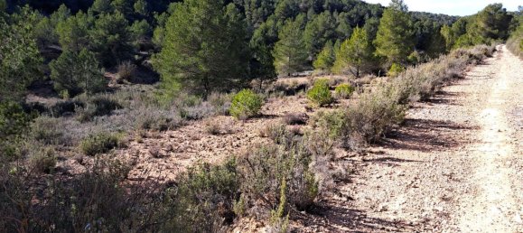  Land in Pinoso, Spain No. 160962 2