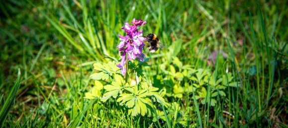 7-Zimmer Haus in Grünau im Almtal, Austria, Nr. 184911 7
