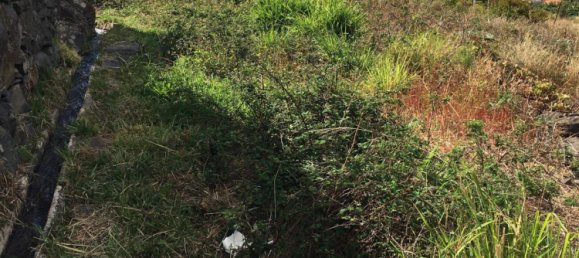 Estudio en Madeira, Portugal No. 6538 5