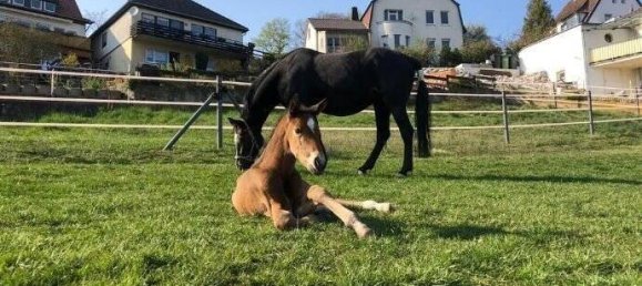 6-salle Ferme à Hochsauerlandkreis, Germany No. 63570 19