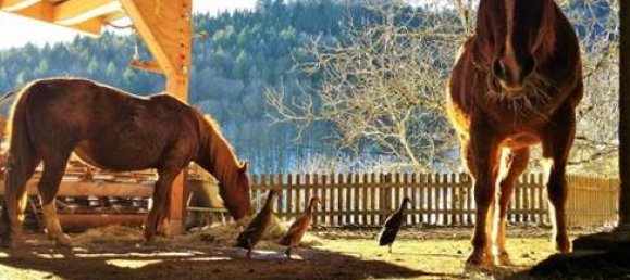 7 rooms Farm in Lorrach, Germany No. 275442 3