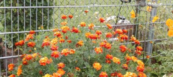  قطعة أرض في Erlangen-Hochstadt, Germany رقم 289612 7