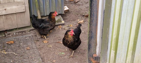 4 bedrooms Farm in Markisch-Oderland, Germany No. 341790 30