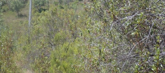 Grundstück in Silves, Portugal 292400m², Nr. 77603 28