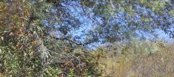 Grundstück in Silves, Portugal 292400m², Nr. 77603 27