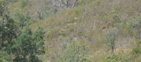 Grundstück in Silves, Portugal 292400m², Nr. 77603 19