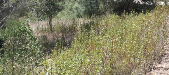 Grundstück in Silves, Portugal 292400m², Nr. 77603 20