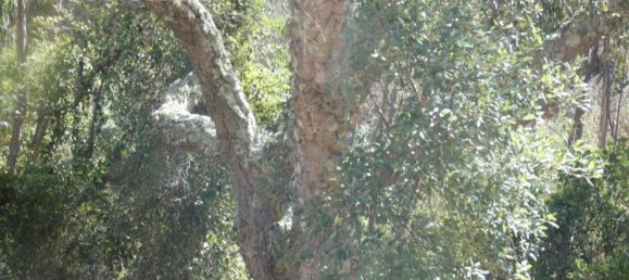 Grundstück in Silves, Portugal 292400m², Nr. 77603 25