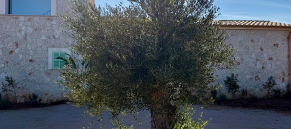 5 bedrooms House in Campos, Spain No. 147503 38