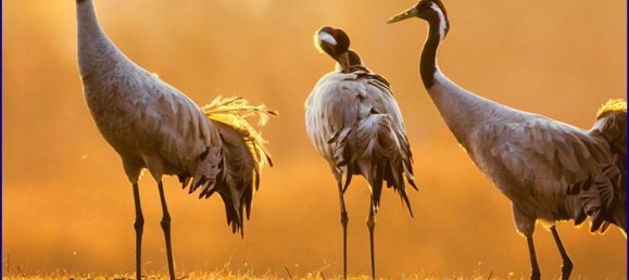 Penthouse de 2 divisões em Vorpommern-Rugen, Germany N.º 144587 19