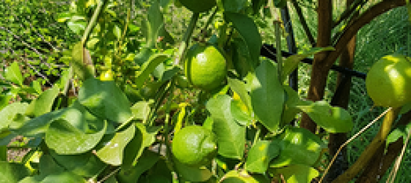 Земельный участок 8000м² в Санта Венерина, Италия № 309649 6