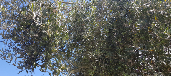 Земельный участок 8000м² в Санта Венерина, Италия № 309649 4