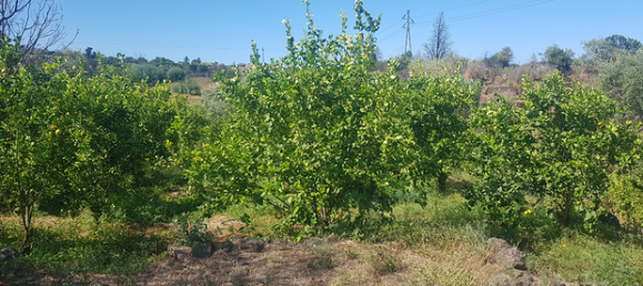 Земельный участок 8000м² в Санта Венерина, Италия № 309649 5