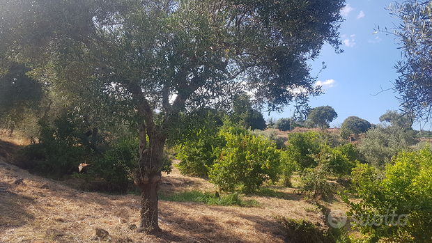 Земельный участок 8000м² в Санта Венерина, Италия № 309649