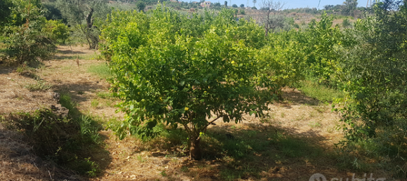 Земельный участок 8000м² в Санта Венерина, Италия № 309649 2