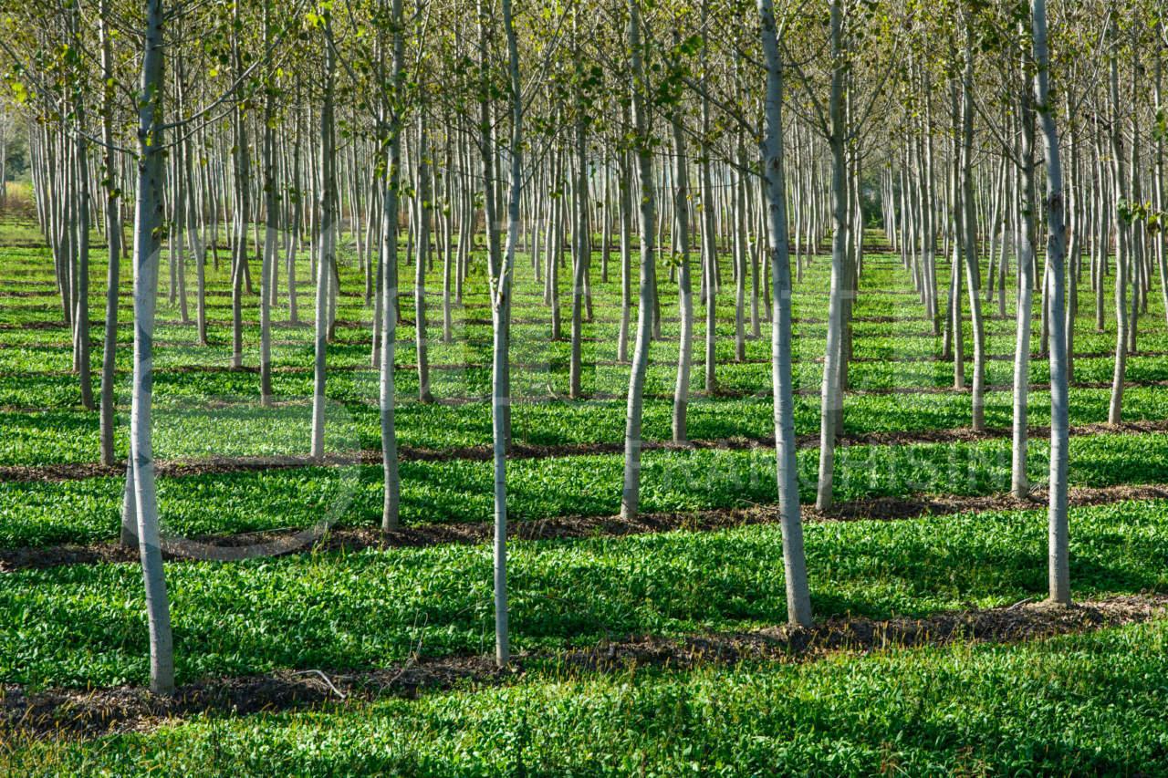 Terreno en Roviano, Italy 200000 m² No. 14933