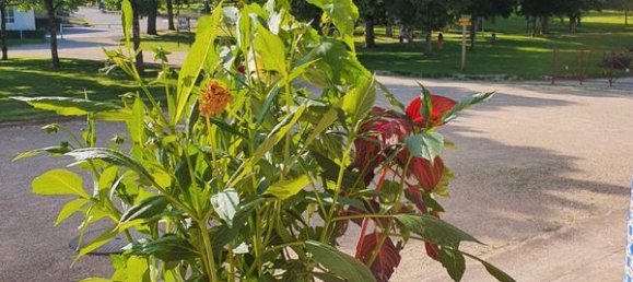 6 bedrooms Apartment in Contrexeville, France No. 242163 12