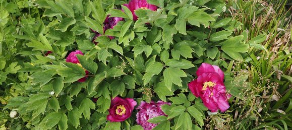 Oficina de 9 habitaciónes en Bruck an der Mur, Austria No. 144338 36