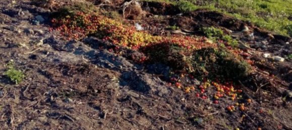 Grundstück in Butera, Italy 2600m², Nr. 256046 3