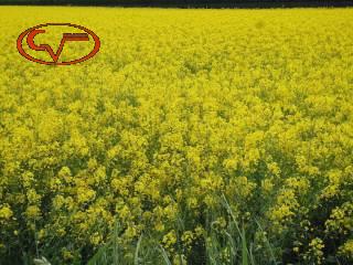 Terrain à Terranuova Bracciolini, Italy 6400m² No. 236896