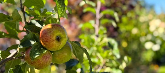 Bungalow de 4 divisões em Vorpommern-Rugen, Germany N.º 268151 24