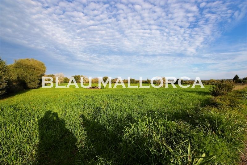 21000m² Land in Manacor, Spain No. 242433