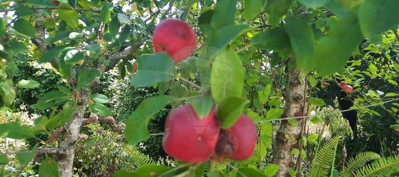 4 غرف نوم منزل في Sao Paio de Oleiros, Portugal رقم 17416 14