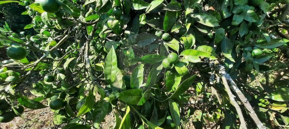 4 غرف نوم منزل في Sao Paio de Oleiros, Portugal رقم 17416 22