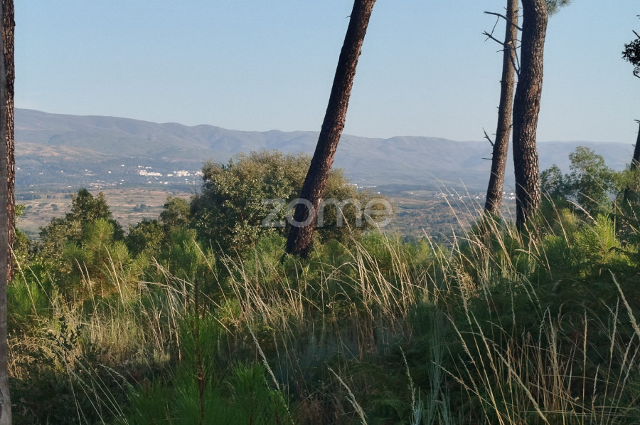  Land in Abrunhosa a Velha, Portugal No. 249439