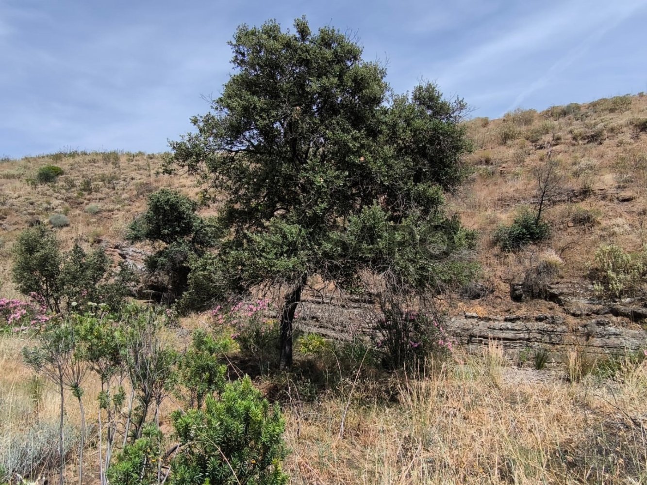 24760m² Land in Vila Nova de Cacela, Portugal No. 264602