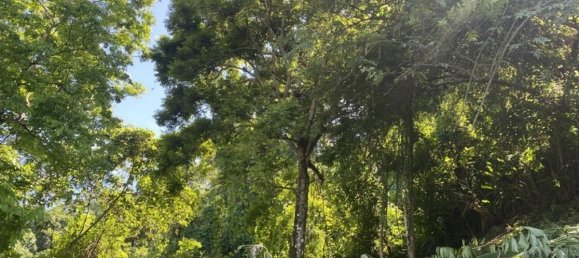 Terreno em Puerto Jimenez, Costa Rica N.º 1788 6