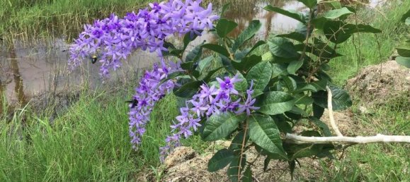 Propiedad comercial en Tha Muang, Thailand 9600 m² No. 8214 17