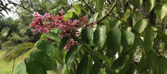 Propiedad comercial en Tha Muang, Thailand 9600 m² No. 8214 16