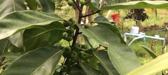 Propiedad comercial en Tha Muang, Thailand 9600 m² No. 8214 11