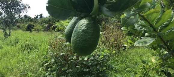 Propiedad comercial en Tha Muang, Thailand 9600 m² No. 8214 13