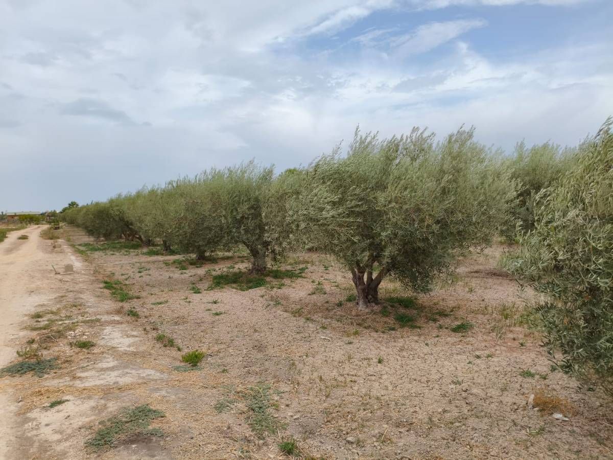  قطعة أرض في El Realengo, Spain 3500متر مربع رقم 209251